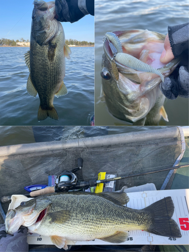 ブラックバスの釣果