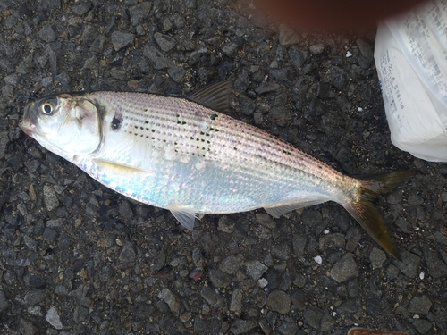 コノシロの釣果