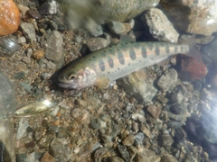 アマゴの釣果