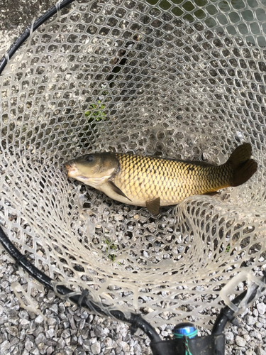 コイの釣果