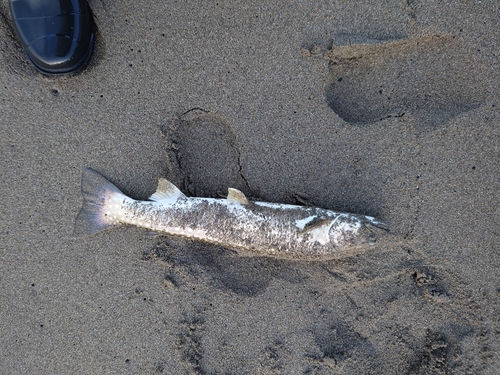 アメマスの釣果