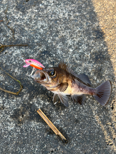 クロメバルの釣果