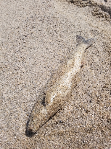 ボラの釣果