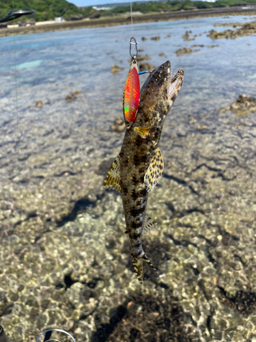 エソの釣果