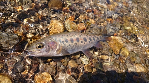 ヤマメの釣果