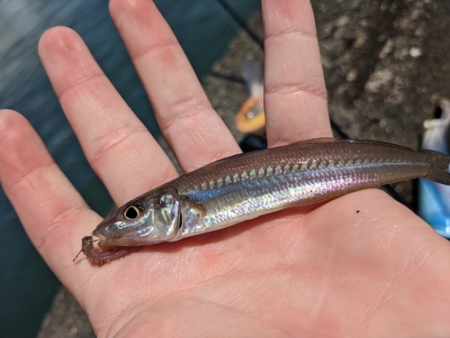 キスの釣果