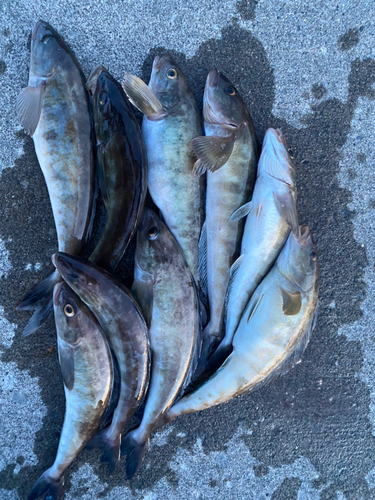 ホッケの釣果