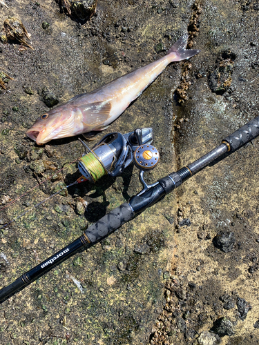 ホッケの釣果