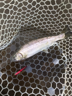 サクラマスの釣果
