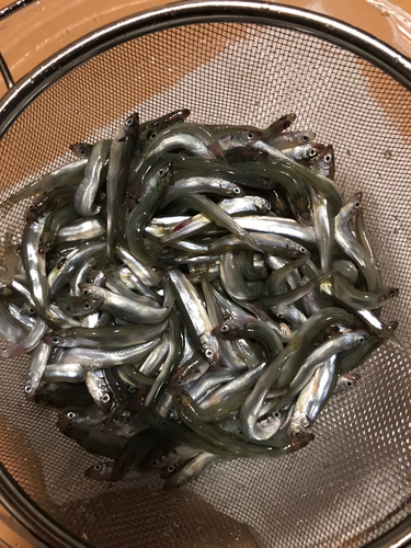 チアユの釣果