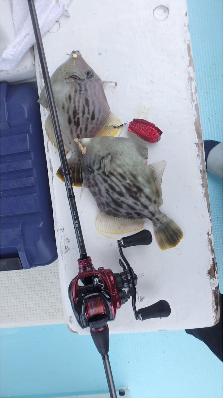 タコ田さんの釣果 2枚目の画像