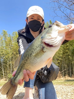 ブラックバスの釣果