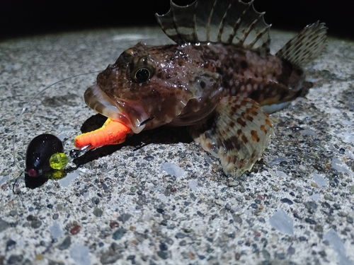 カジカの釣果