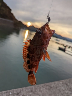 ガシラの釣果