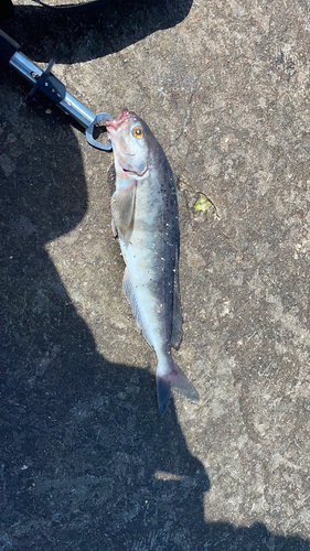 ホッケの釣果