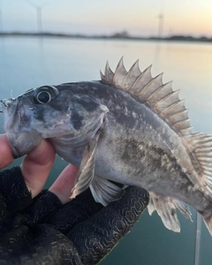 クロソイの釣果