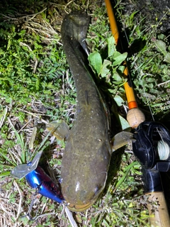 ナマズの釣果