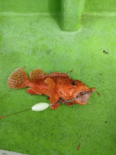 オニカサゴの釣果