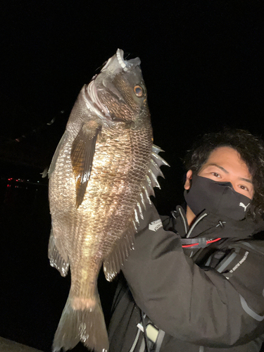 チヌの釣果