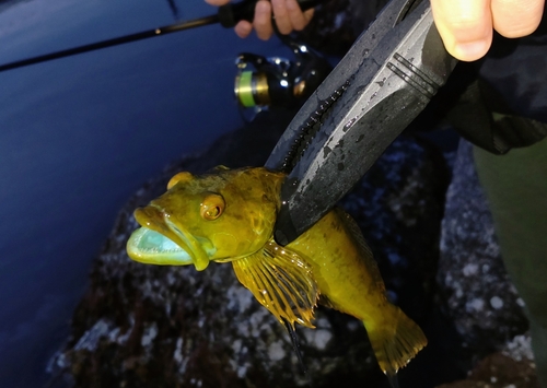 アナハゼの釣果