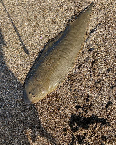 シタビラメの釣果