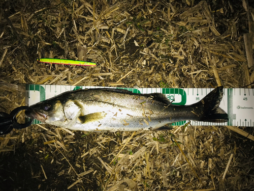 シーバスの釣果