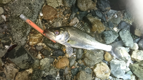 セイゴ（マルスズキ）の釣果