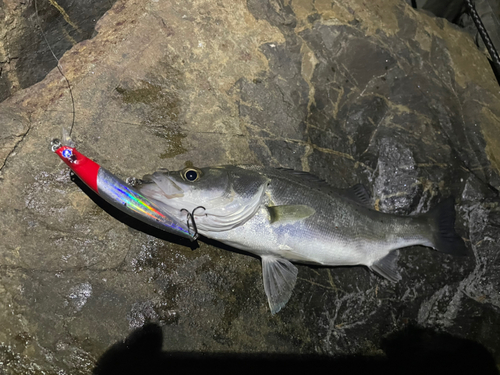 セイゴ（マルスズキ）の釣果