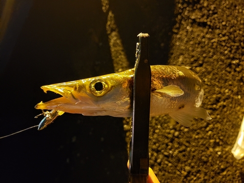 カマスの釣果