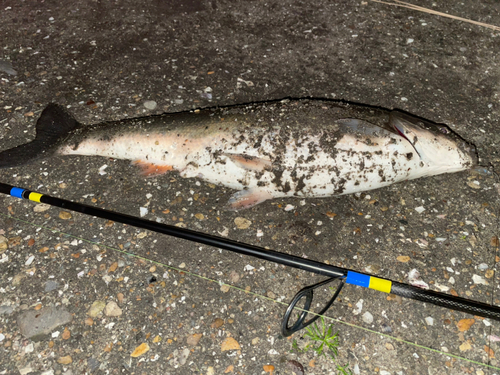 ウグイの釣果