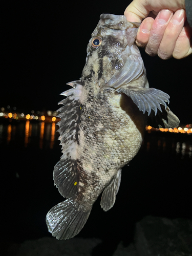 クロソイの釣果