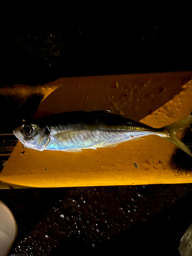 マアジの釣果