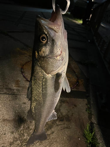 シーバスの釣果