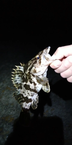 タケノコメバルの釣果