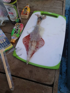 イカの釣果