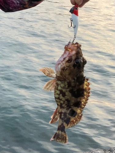 カサゴの釣果