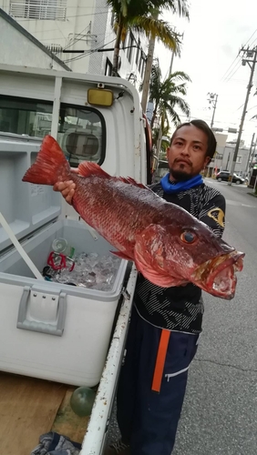 ゴマフエダイの釣果