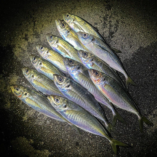 アジの釣果