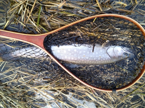 アメマスの釣果