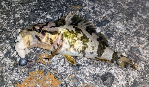 タケノコメバルの釣果