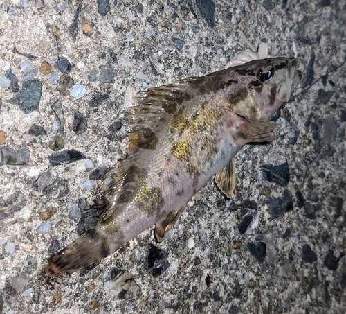 タケノコメバルの釣果