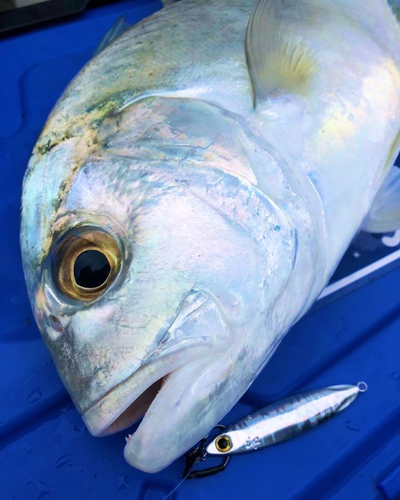 ロウニンアジの釣果