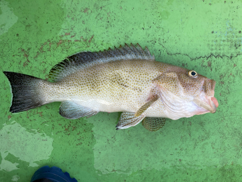 オオモンハタの釣果