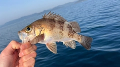 アカメバルの釣果