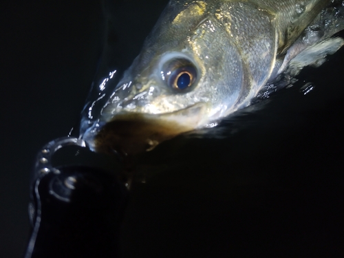 スズキの釣果