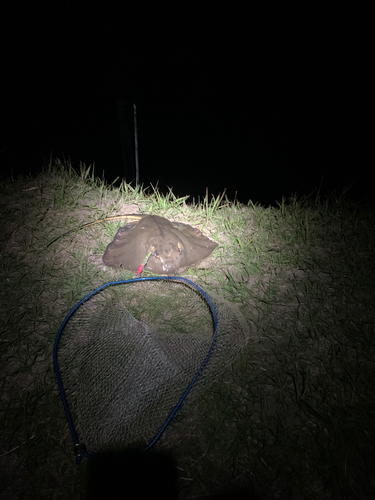 アカエイの釣果