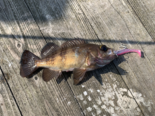 シロメバルの釣果