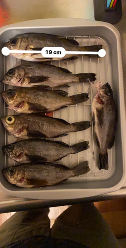 メバルの釣果