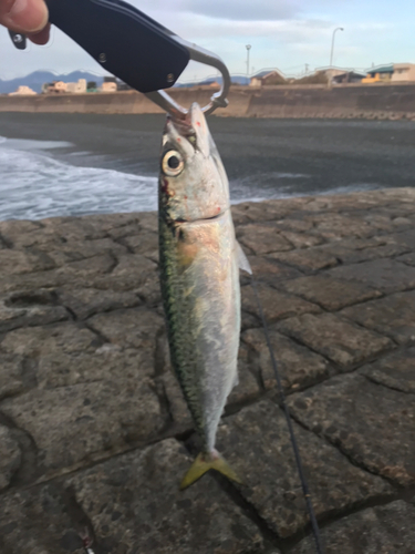 サバの釣果