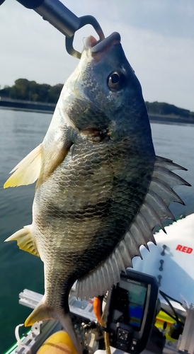 キビレの釣果